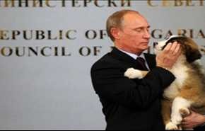 بوتين يبدد حلم دبلوماسية الكلاب اليابانية