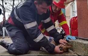 فيديو؛ رجل إطفاء روماني يجري تنفسا اصطناعيا لكلب يحتضر