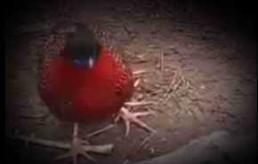 بالفيديو ...طائر يغير شكله فيزداد جمالا وروعة