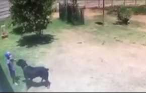 فيديو... لحظة هجوم كلب شرس على طفل