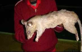 فئران عملاقة تلتهم طفلة رضيعة في جنوب إفريقيا!