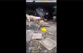 فيديو مؤثر لكلبة جائعة ترفض الطعام لتقدمه لصغارها
