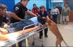 ویدیو ... وفاداری سگ به صاحبش حتی در اورژانش