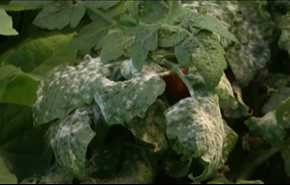 لانتيكس .. تطبيق الكتروني للكشف عن الامراض النباتية