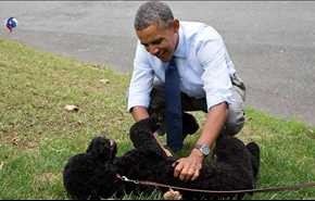 بالصور.. كلب أوباما يعض فتاة استضافها الرئيس