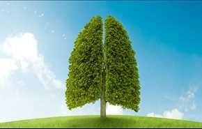 10 گیاه خانگی برای فرار از آلودگی هوا