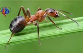 النمل يتمتع بقدرة متطورة على تحديد موقعه