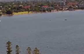 ویدیو ... لحظۀ سقوط خونین یک هواپیما به رودخانه‌ای در استرالیا