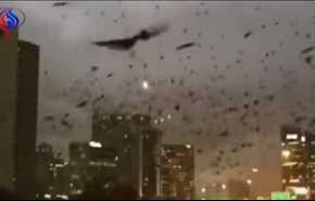 بالفيديو... آلاف الطيور السوداء تغزو مدينة هيوستن الأميركية