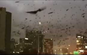 فيديو مخيف: آلاف الطيور السوداء تغزو مدينة هيوستن الأمريكية!