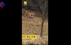 فيديو... نمر يفترس رجلا أمام زوجته وابنته