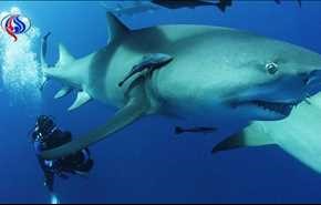 عثروا عليه على عمق 65 مترا بعدما كان يصور فيلما عن القرش!+صور