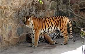 بالصور..حديقة حيوان طشقند في أوزباكستان