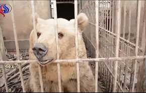 فيديو.. مشاهد مؤلمة في حديقة الحيوان في الموصل
