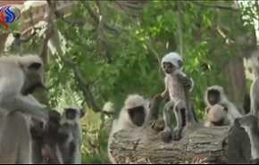 فيديو... كيف تصرف القرود مع دمية اعتقدوا أنها قردة ماتت!