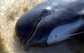 بزرگترین خودکشی جمعی نهنگ‌ها