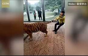 فيديو... طفل يثير ضجة على الإنترنت بمداعبة نمر من ذيله