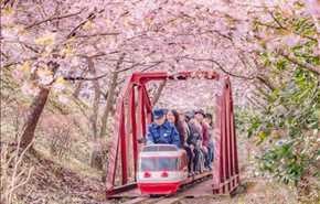 بالصور..فصل الربيع عندما يصل إلى المدينة اليابانية 