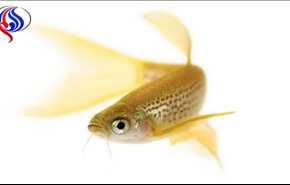 بررسی فرآیند خودترمیمی چشم نوعی ماهی