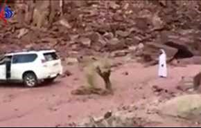 بالفيديو: محاولة مجنونة لغني سعودي لانتزاع شجرة .. والنتيجة صادمة !