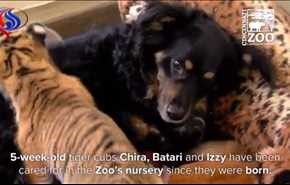 بالفيديو.. كلبة تعتني بـ3 جراء نمر بحديقة حيوان