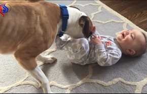 فيديو.. لن تصدّقوا ماذا يفعل هذا الكلب مع الرضيع ذو الـ9 أشهر!