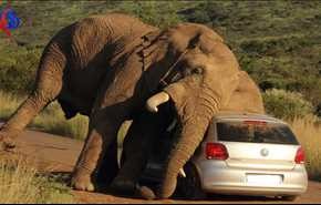 حملۀ مرگبار گلۀ فیل‌ها به یک زن در آفریقای جنوبی