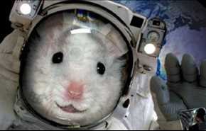أمريكا لن ترسل الفئران إلى المحطة الفضائية الدولية