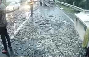 فيديو.. طن من الأسماك يملأ شارعاً في الصين