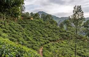 الطبيعة الخلابة ومزارع الشاي في سيريلانكا بالصور