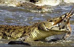 بالصور: شاهد لحظات مروعة .. تمساح يلتهم غزال “مرة واحدة” بكينيا !