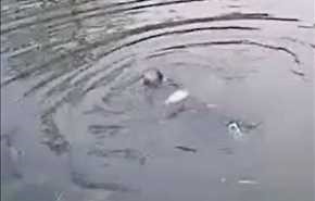 فيديو: في الثواني الاخيرة من حياة طفل يُصارع الغرق .. حدثت المفاجأة!