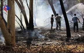 آتش سوزی در جنگل کوی سوم شعبان دزفول