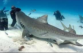 أسماك القرش تجلب اهتمام السياح