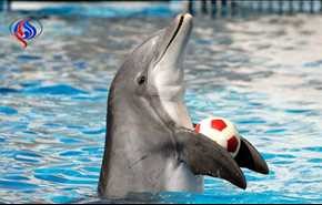 فرانسه پرورش دلفین‌ در آکواریوم‌ را ممنوع کرد