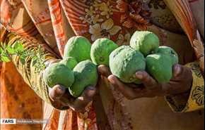 بالصور.. حصاد فاكهة العنبة في ايران
