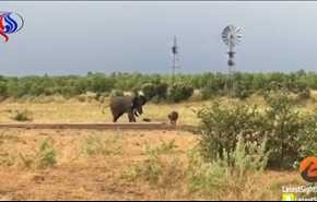 بالفيديو.. مشهد طريف لعجل صغير يتحدى فيلا