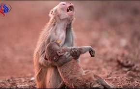 شکار لحظه گریه دردناک میمون توسط عکاس