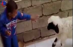 بالفيديو.. خروف يلقن طفلا 
