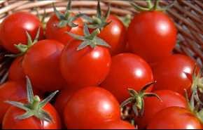 الطماطم تقي من الإصابة بسرطان المعدة