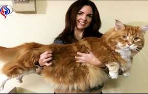 بالصور.. هذا القط يجتاح الانترنت.. هل ينافس على لقب الأطول في العالم!