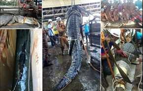 مرگ تمساح 6 متری در فاضلاب
