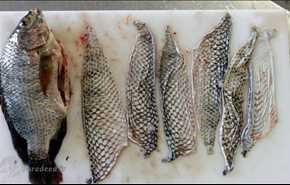 الاستفادة من جلد السمك لمعالجة الحروق