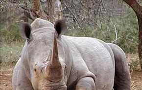 وسائل الإعلام الإجتماعية تنقذ آخر أنواع وحيد القرن في العالم