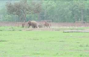 بالفيديو.. مليون مشاهدة لقطيع فيلة يرحب بفيل صغير تم إنقاذه