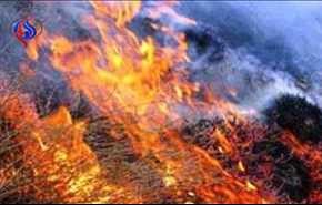آتش سوزی در بوستان پردیسان