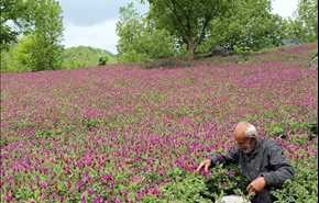 موسم قطف زهور لسان الثور في جيلان شمال إيران
