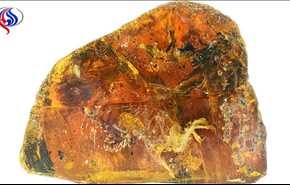فرخ مجمد ضمن حجر العنبر عمره أكثر من 99 مليون سنة