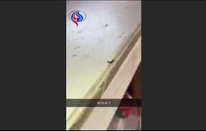 شاهد لقطات طريفة لنملة تقتل زميلها برميه من أعلى طاولة