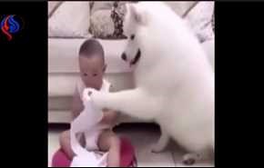 بالفيديو.. لقطات طريفة لكلب يمنع طفلا من أكل مناديل الحمام